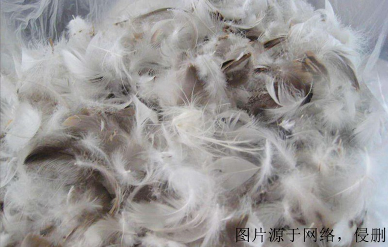 廣西進(jìn)口越南鴨毛清關(guān)流程 廣西進(jìn)口越南鴨毛清關(guān)流程