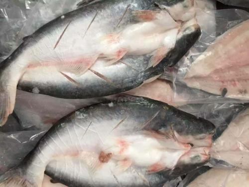 1571276651854897.jpg 越南巴沙魚進口報關(guān)代理