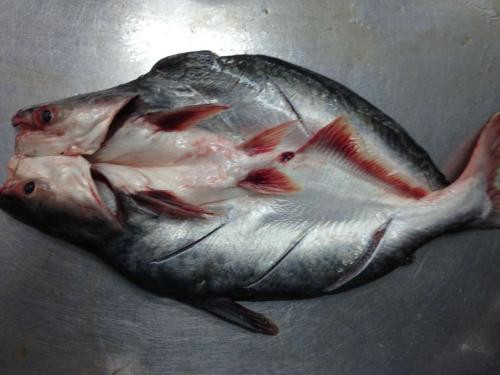 1571276681913034.jpg 越南巴沙魚進口報關(guān)