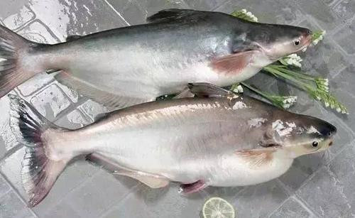 1575508965896374.jpg 進口水產(chǎn)品報關