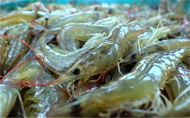 越南水產(chǎn)品進(jìn)口報(bào)關(guān)代理公司 越南水產(chǎn)品進(jìn)口報(bào)關(guān)