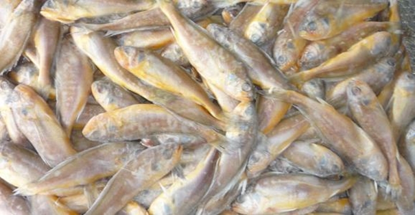 進口水產(chǎn)品清關代理公司