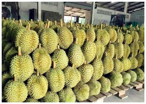 泰國(guó)榴蓮進(jìn)口清關(guān)一般貿(mào)易流程 泰國(guó)榴蓮進(jìn)口清關(guān)