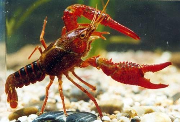 1630496395739698.jpg 上海進(jìn)口活龍蝦報(bào)關(guān)