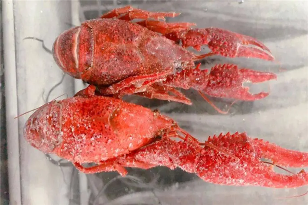 1660037031665034.png 進口冷凍龍蝦報關代理.png