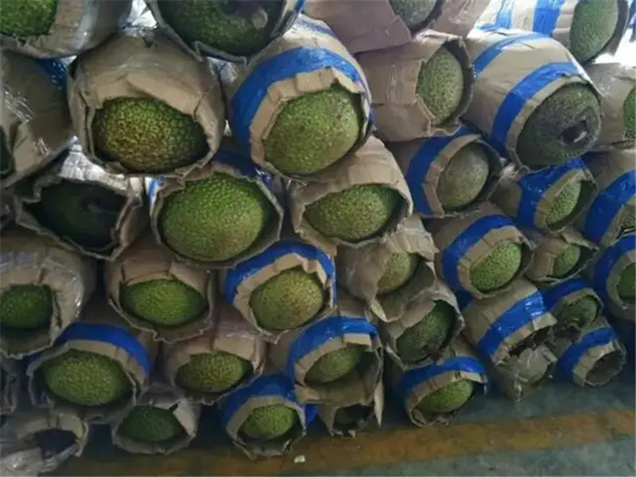 1669201036719012.jpg 進口越南菠蘿蜜空運報關(guān).jpg