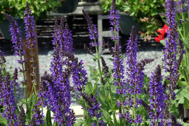 馬來(lái)西亞鼠尾草進(jìn)口報(bào)關(guān)資料 馬來(lái)西亞鼠尾草進(jìn)口報(bào)關(guān)資料